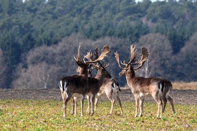 Deer standing on field