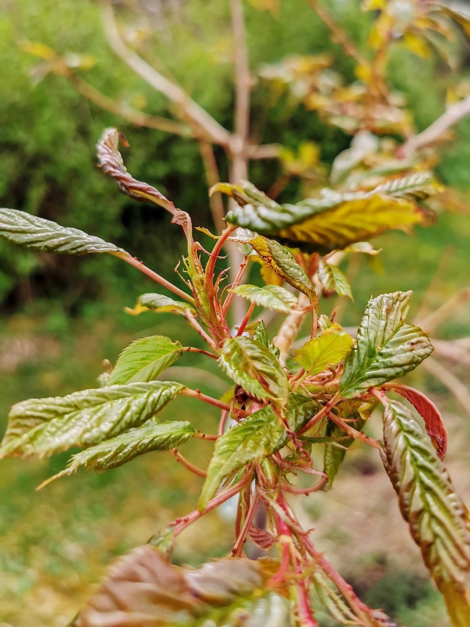 CLOSE-UP OF PLANT ON BRANCH