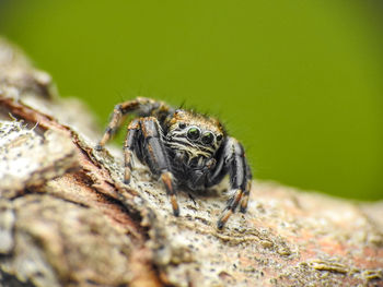 Close-up of spider