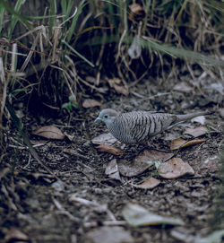 High angle view of a bird on field