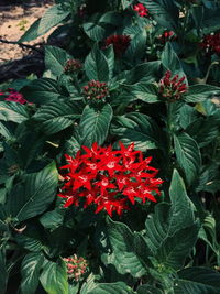 Close-up of red flowers