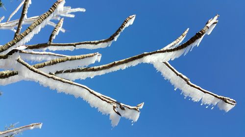 Low angle view of frozen branches against clear blue sky