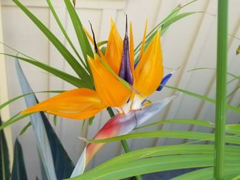 Close-up of day lily blooming outdoors