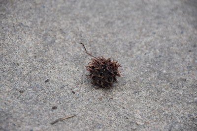High angle view of caterpillar on sand