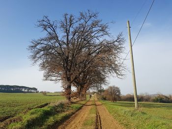 Bare tree on field against clear sky