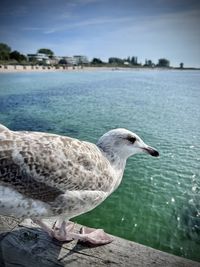 Close-up of seagull perching on beach