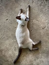 Dog sitting on wall