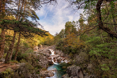 Stream flowing through rocks in forest against sky