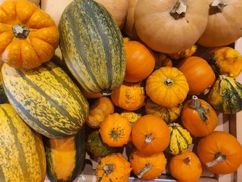 Pumpkin harvest halloween autumn 