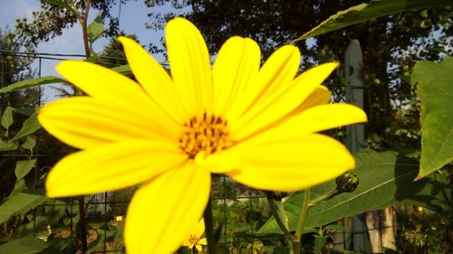 Close-up of yellow flower
