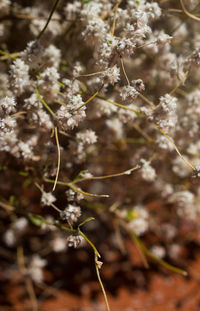 Close-up of fresh flowers on tree