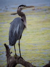 Bird perching on driftwood against lake