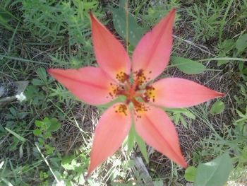 Close-up of pink flowers