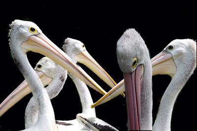 Close-up of birds against black background