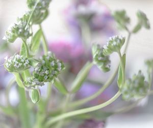 Close-up of purple flowering plant