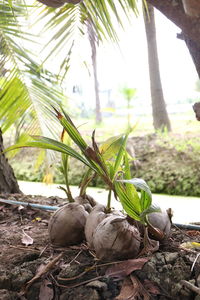 Close-up of coconut palm tree