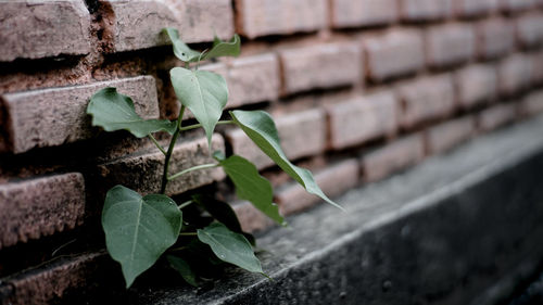 Close-up of leaves on wall