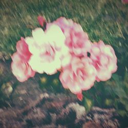 Close-up of pink flowers blooming outdoors