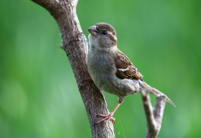 Close-up of bird perching on tree