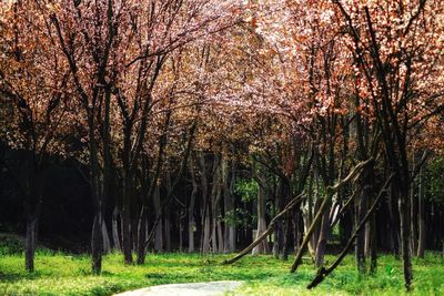 View of trees in forest