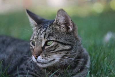 Close-up of a cat looking away