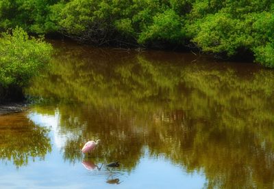 Swan swimming on lake