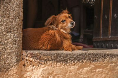 Dog looking away