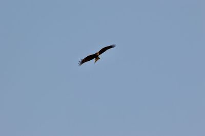 Low angle view of eagle flying against clear sky