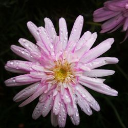 Close-up of pink flower blooming in water