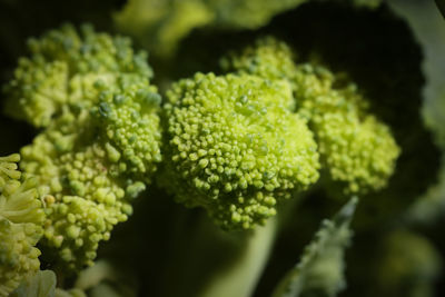 Close-up of fresh green leaves