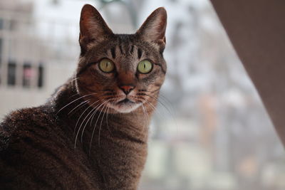 Close-up of cat