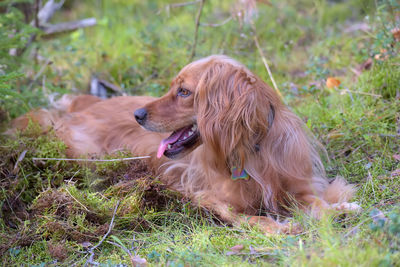 Dog relaxing on field