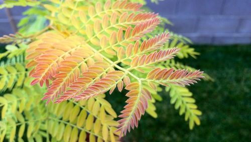 Close-up of leaves