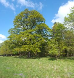 Trees on field against sky