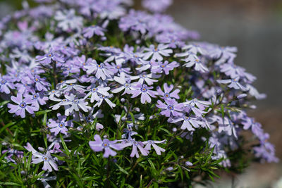 Close-up of purple flowering plants