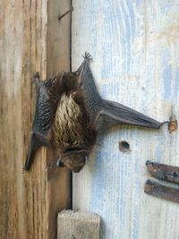 Close-up of a flitter mouse