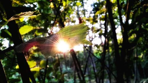 Sun shining through tree