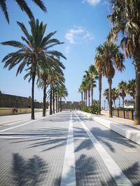 Surface level of palm trees on road