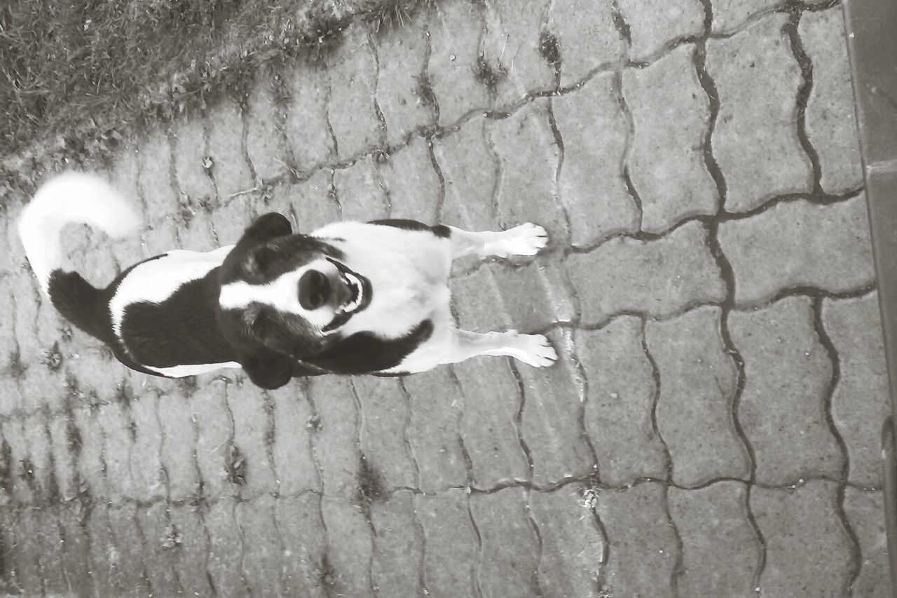 animal themes, pets, one animal, domestic animals, dog, high angle view, street, mammal, portrait, black color, looking at camera, day, shadow, outdoors, no people, sunlight, full length, sidewalk, footpath, white color