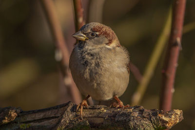 Close-up of bird perching on branch