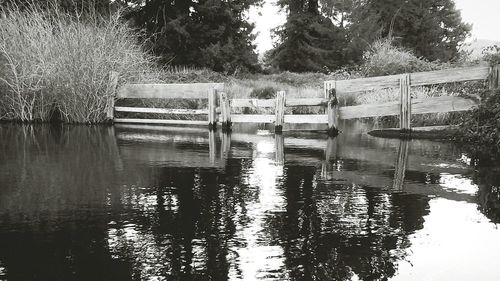 Reflection of trees in water