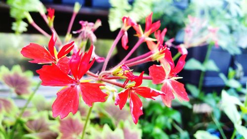 Close-up of red flowers