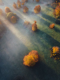 High angle view of agricultural field