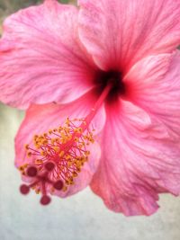 Close-up of pink hibiscus blooming outdoors