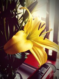 Close-up of yellow flowers