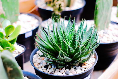 Close-up of succulent plant