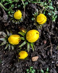 Yellow flowers blooming outdoors