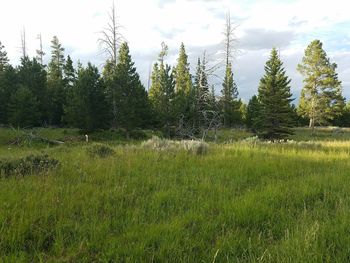 Scenic view of grassy field against sky