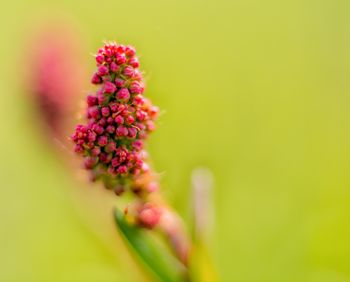 Close-up of pink flower buds