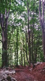 Trees in forest